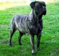 /album/fotogalerie/puma-izz-rott-bull-i-jpg/